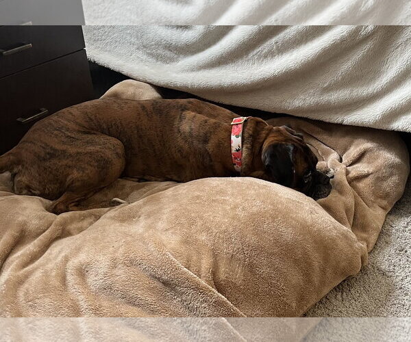 Medium Photo #5 Boxer Puppy For Sale in Burnsville, MN, USA