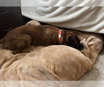 Small #4 Boxer