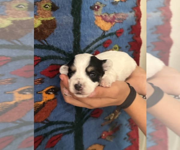 Medium Photo #7 Pembroke Welsh Corgi-Poodle (Miniature) Mix Puppy For Sale in LONGMONT, CO, USA