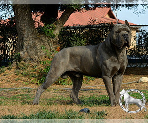 Father of the Cane Corso puppies born on 06/23/2019