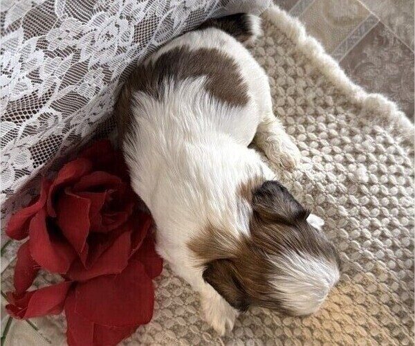 Medium Photo #5 Cavachon-Shih Tzu Mix Puppy For Sale in THORP, WI, USA