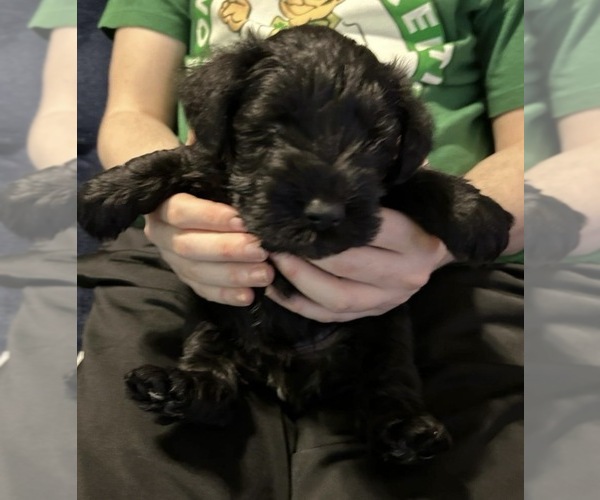 Medium Photo #1 Schnauzer (Miniature) Puppy For Sale in NEWBURGH, IN, USA