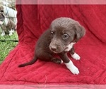 Small Photo #68 Borador Puppy For Sale in MARION, VA, USA