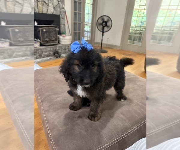 Medium Photo #2 Saint Berdoodle Puppy For Sale in DINWIDDIE, VA, USA