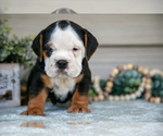 Small Photo #10 Beabull Puppy For Sale in MILLERSBURG, OH, USA