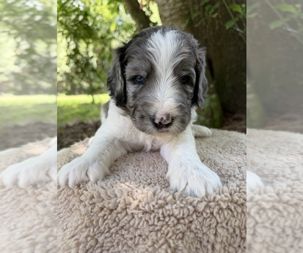 Medium Photo #1 Goldendoodle Puppy For Sale in PIERSON, FL, USA