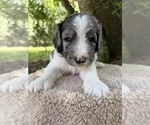 Puppy Mr Red Collar Goldendoodle