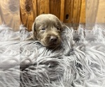 Small #9 Labrador Retriever