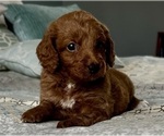 Small Photo #23 Goldendoodle (Miniature) Puppy For Sale in PENSACOLA, FL, USA