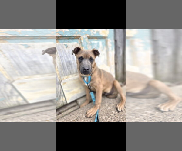 Medium Photo #2 Mutt Puppy For Sale in New London, WI, USA