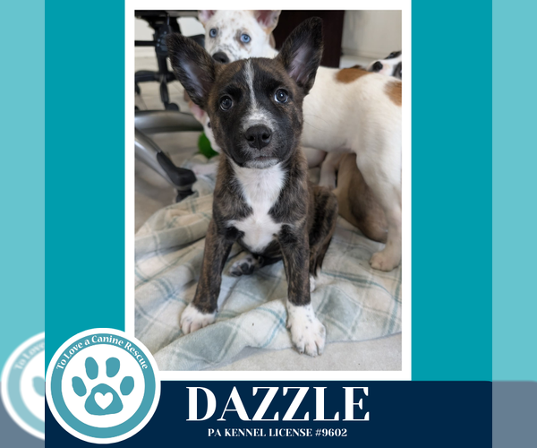 Medium Photo #7 Siberian Husky-Unknown Mix Puppy For Sale in Kimberton, PA, USA