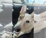 Small #5 Huskies  Mix
