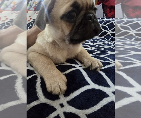 Medium Photo #6 Pug Puppy For Sale in NEW IPSWICH, NH, USA