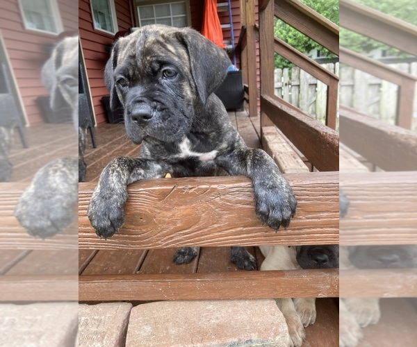 Medium Photo #9 Cane Corso Puppy For Sale in HERRIN, IL, USA