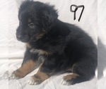Small Photo #37 Australian Shepherd Puppy For Sale in SUNNYVALE, CA, USA
