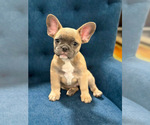 Small #7 French Bulldog