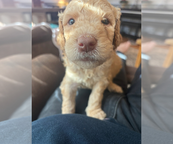 Medium Photo #10 Goldendoodle Puppy For Sale in GREELEY, CO, USA