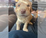 Small #9 Goldendoodle
