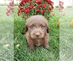 Small Photo #1 Miniature Labradoodle Puppy For Sale in GRABILL, IN, USA