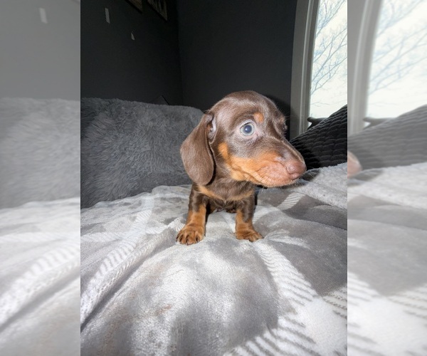 Medium Photo #3 Dachshund Puppy For Sale in JOHNSTON, RI, USA