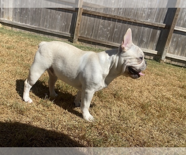 Medium Photo #21 French Bulldog Puppy For Sale in BRYAN, TX, USA