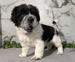 Small #2 Cocker-Pei