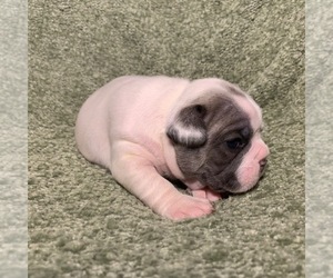 French Bulldog Puppy for sale in AVONDALE, PA, USA
