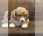 Small Photo #5 American Corgi Puppy For Sale in DENVER, IA, USA