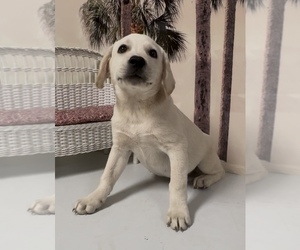 Labrador Retriever Litter for sale in SPRINGFIELD, MO, USA