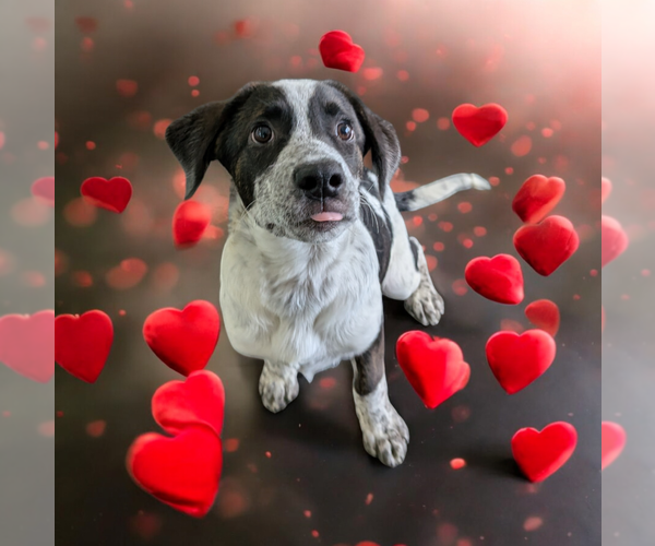 Medium Photo #15 Boxador Puppy For Sale in Vail, AZ, USA