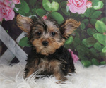 Small #1 Yorkshire Terrier