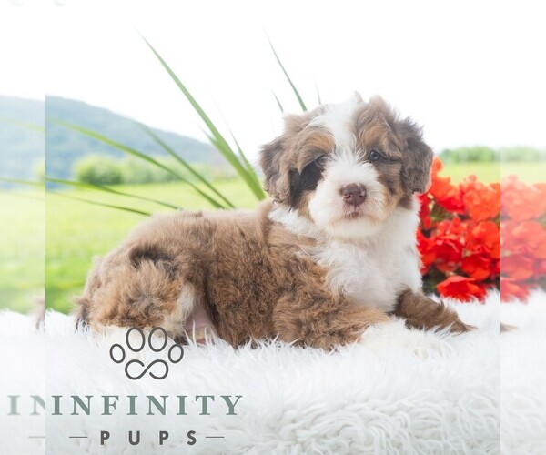 Medium Photo #3 Bernedoodle (Miniature) Puppy For Sale in NEWPORT, PA, USA