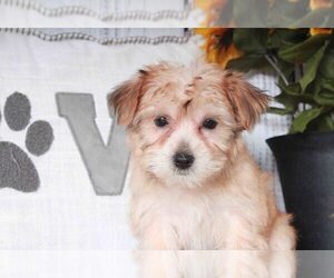 Morkie Puppy for sale in MARIETTA, GA, USA