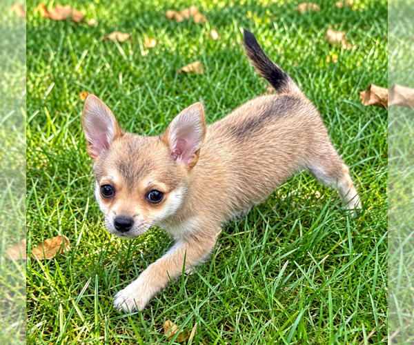 Medium Photo #5 Chiranian Puppy For Sale in FAIR HAVEN, MI, USA
