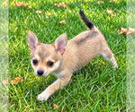 Nugget - Male Chiranian Puppy for Sale - Photo #5