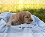 Small Photo #2 Goldendoodle Puppy For Sale in SANTA CLARA, UT, USA