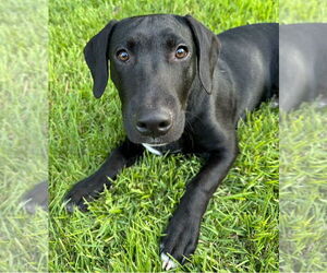 Labrador Retriever-Unknown Mix Dogs for adoption in Boston, MA, USA