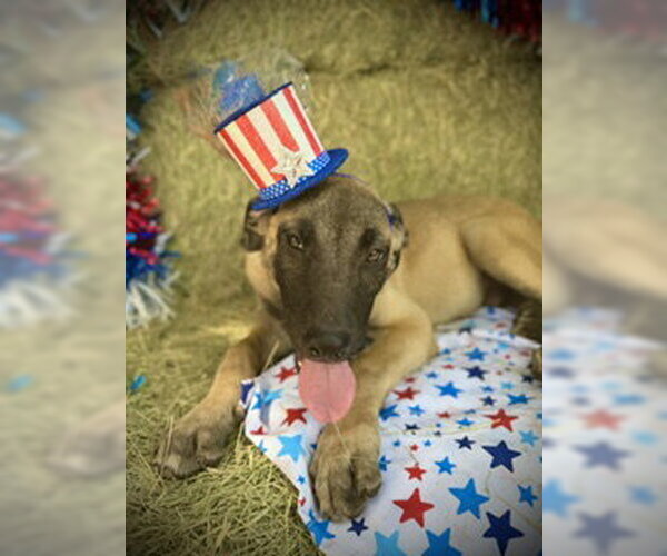 Medium Photo #5 Black Mouth Cur-Unknown Mix Puppy For Sale in Pleasanton, TX, USA