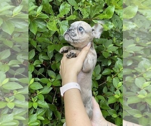 French Bulldog Puppy for sale in JACKSONVILLE, FL, USA