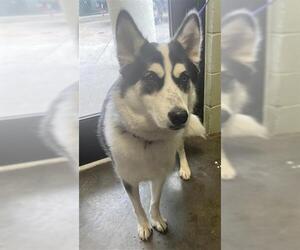 Siberian Husky Dogs for adoption in Tulsa, OK, USA