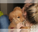 Small Photo #23 Golden Retriever Puppy For Sale in SPENCER, TN, USA