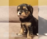 Small #1 Aussie-Corgi-Cavalier King Charles Spaniel Mix