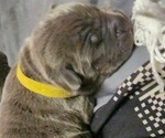 Small Photo #3 Cane Corso Puppy For Sale in WEST MONROE, LA, USA