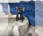 Small Photo #29 French Bulldog Puppy For Sale in SOUTHLAKE, TX, USA