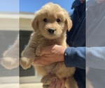 Small Golden Retriever