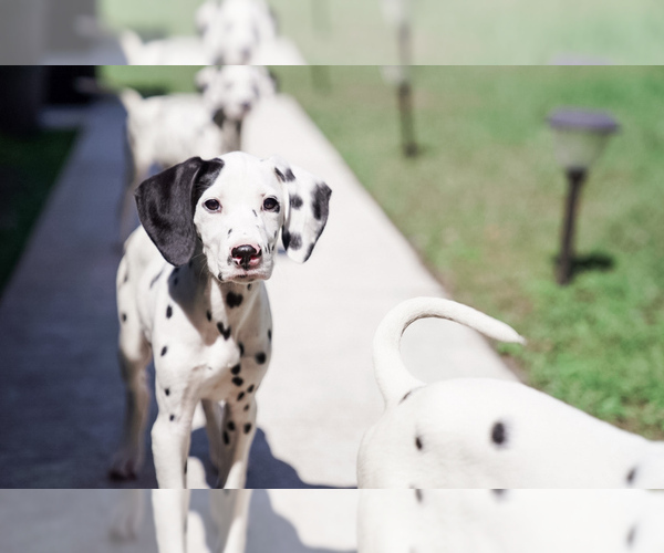 Medium Photo #1 Dalmatian Puppy For Sale in PORT SAINT LUCIE, FL, USA