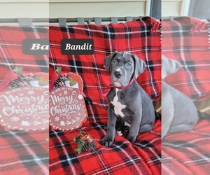 Cane Corso Puppy for sale in MINERAL WELLS, WV, USA