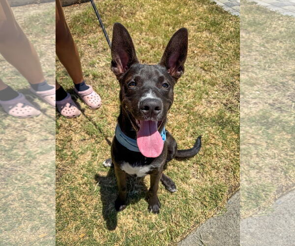 Medium Photo #5 Labrador Retriever-Unknown Mix Puppy For Sale in San Diego, CA, USA