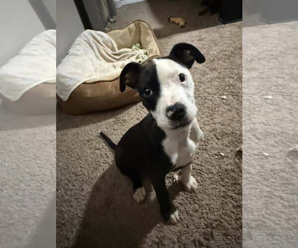 Medium Photo #3 Mutt Puppy For Sale in Greenville, SC, USA