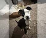 Small #2 Mutt